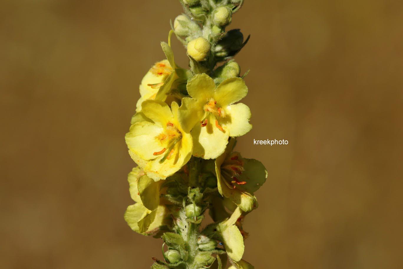 Verbascum blattaria
