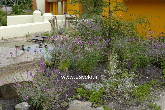 Verbena bonariensis 'Lollipop'