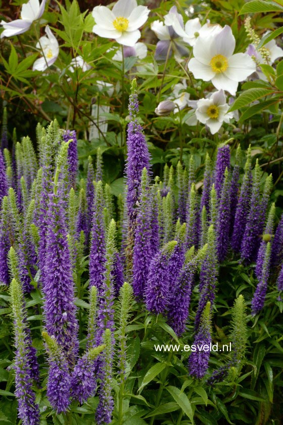 Veronica spicata 'Ulster Dwarf Blue'