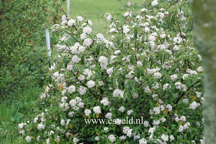 Viburnum 'Chesapeake'