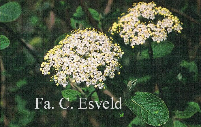 Viburnum burejaeticum