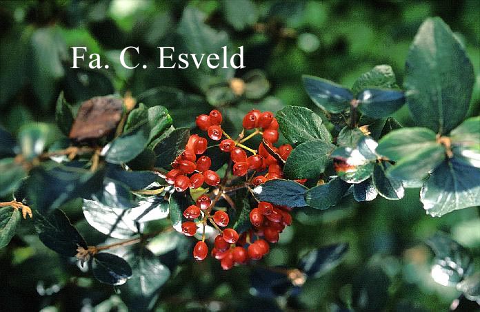 Viburnum burkwoodii 'Chenault'
