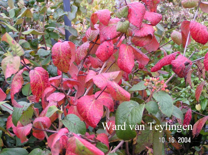 Viburnum burkwoodii 'Fulbrook'