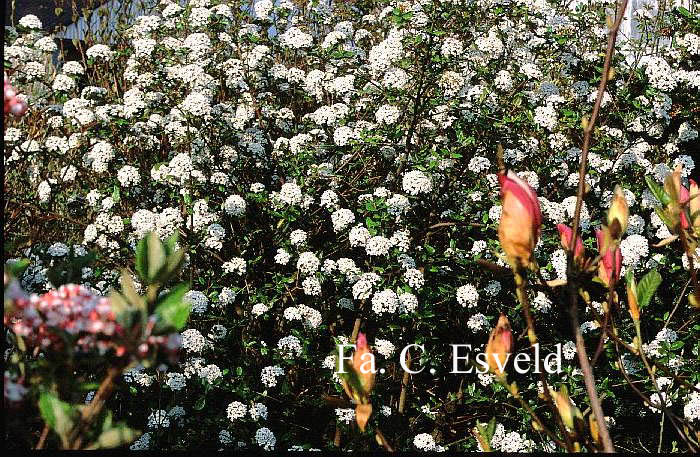 Viburnum burkwoodii 'Park Farm Hybrid'