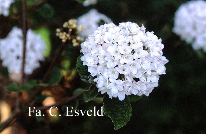 Viburnum carlesii 'Compacta'