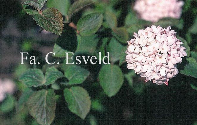 Viburnum carlesii 'Diana'