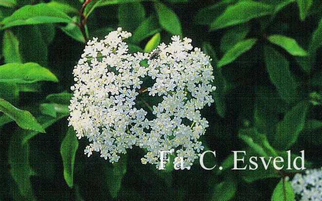 Viburnum cassinoides 'Sear Charm'