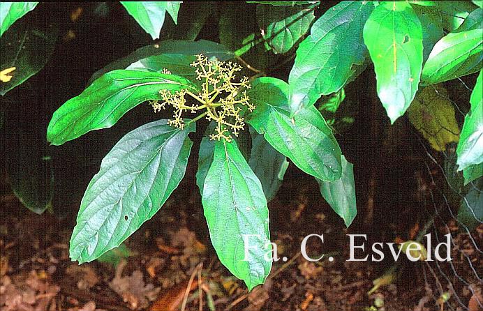 Viburnum cylindricum