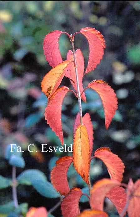 Viburnum dentatum 'Longifolium'