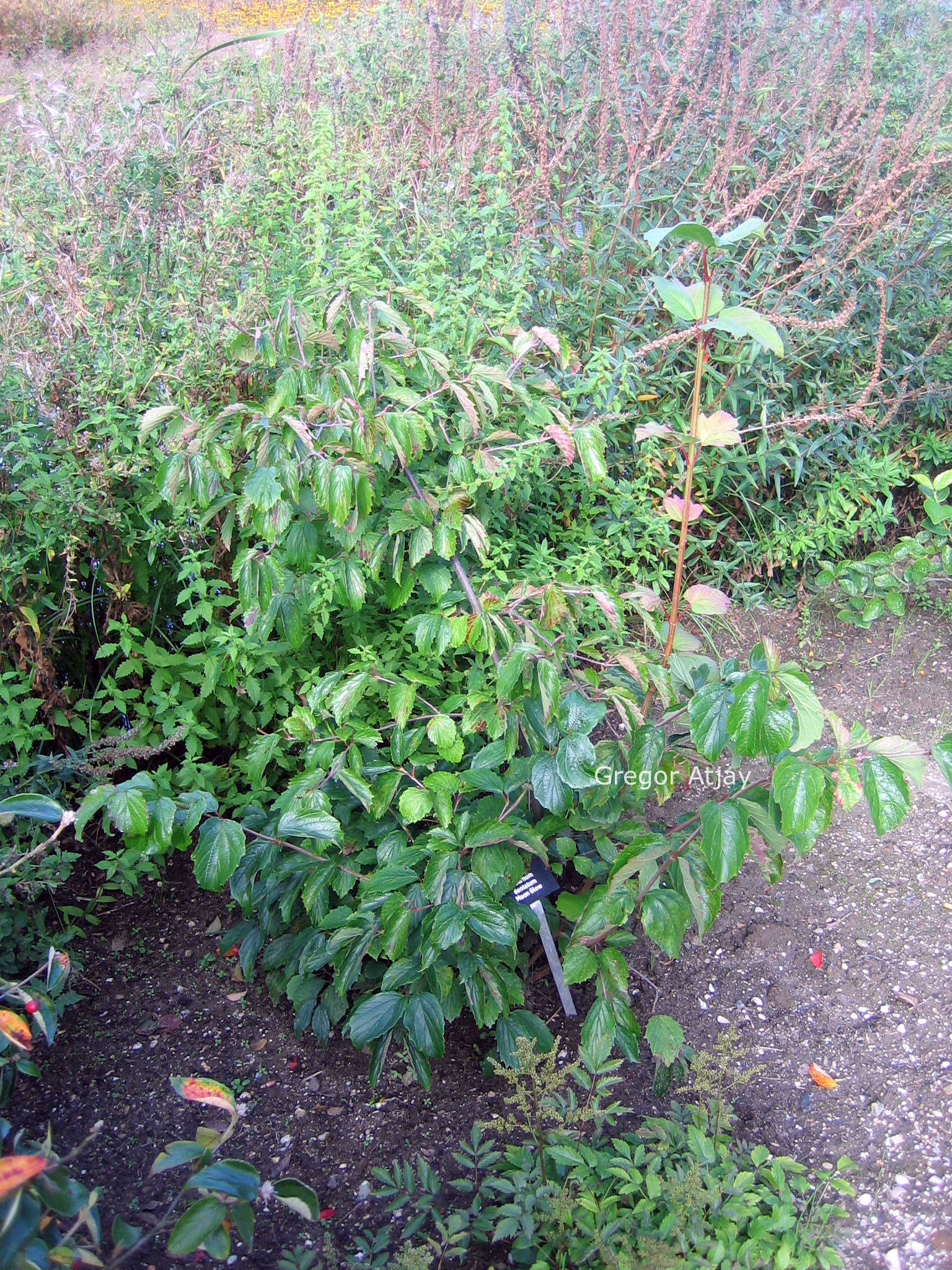 Viburnum dentatum 'Moonglow'