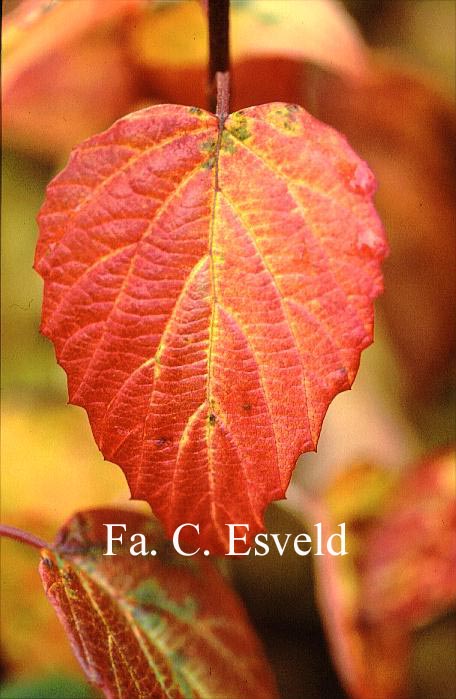 Viburnum dentatum 'Morton' (NORTHERN BURGUNDY)
