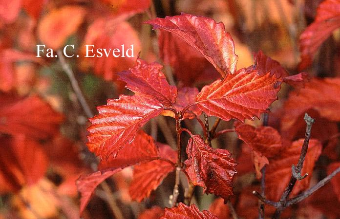Viburnum dentatum 'Pathfinder'