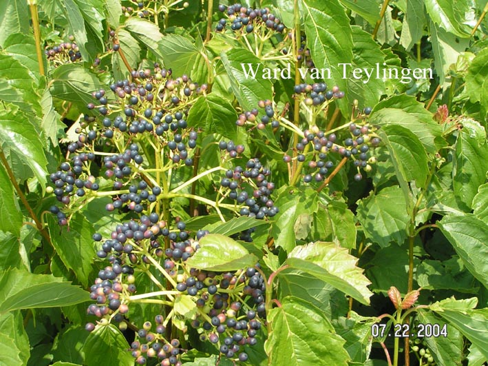 Viburnum dentatum var. lucidum