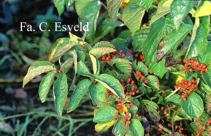 Viburnum dilatatum 'Erie'