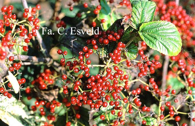 Viburnum dilatatum 'Ineke'