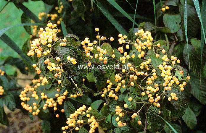 Viburnum dilatatum 'Michael Dodge'