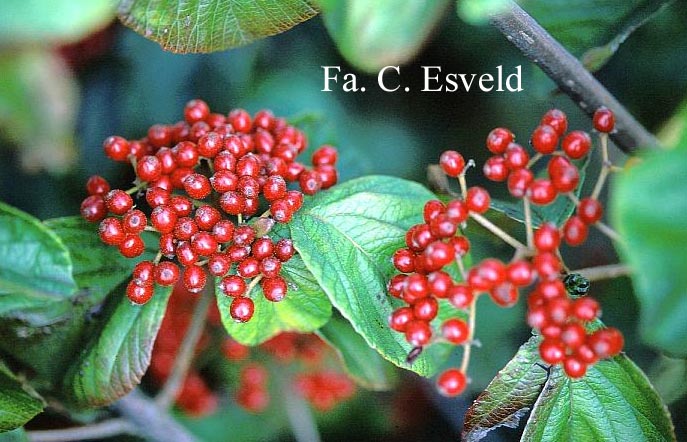Viburnum dilatatum var. hispidum