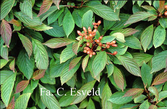 Viburnum farreri 'Nanum'