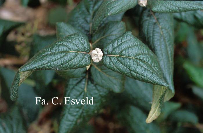 Viburnum lantana 'Lanceolatum'