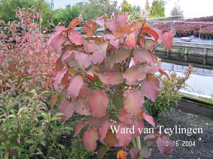 Viburnum lantanoides