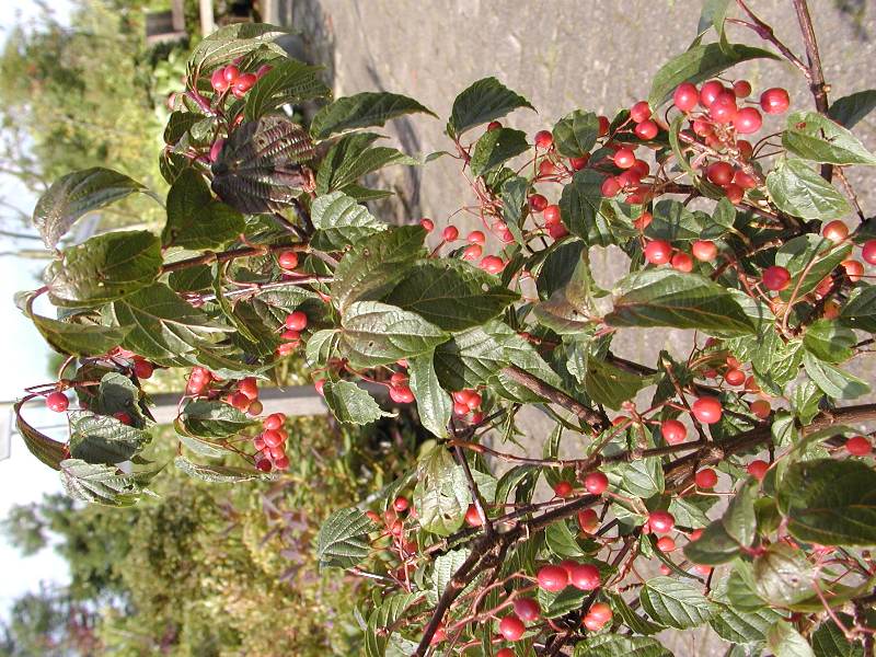 Viburnum lobophyllum