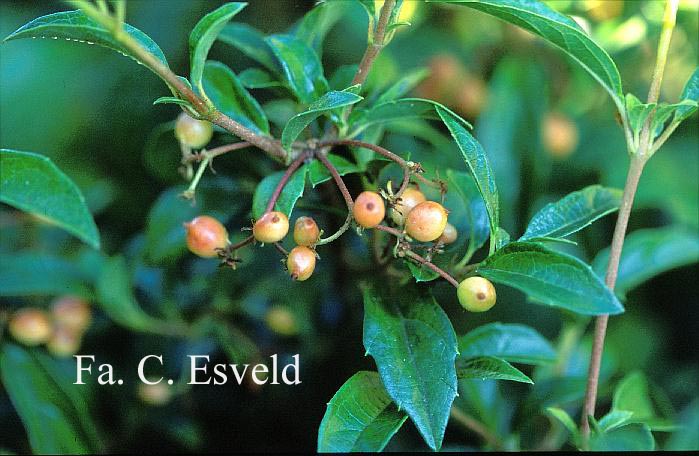 Viburnum luzonica var. oblongum