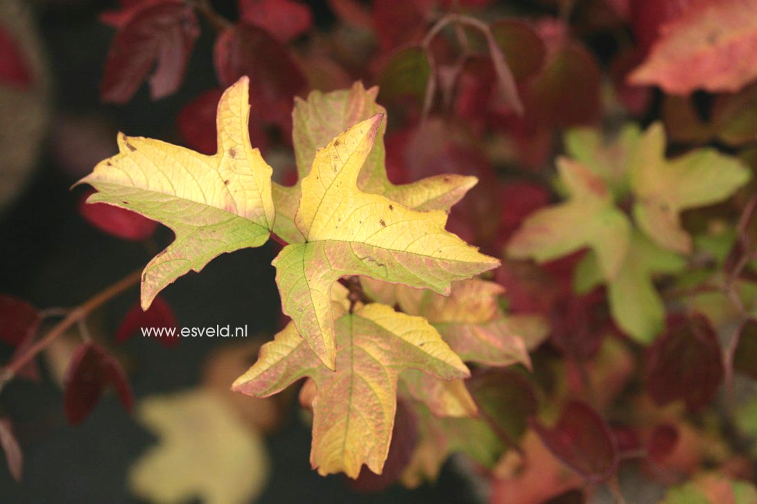 Viburnum opulus 'Anny's Magic Gold'