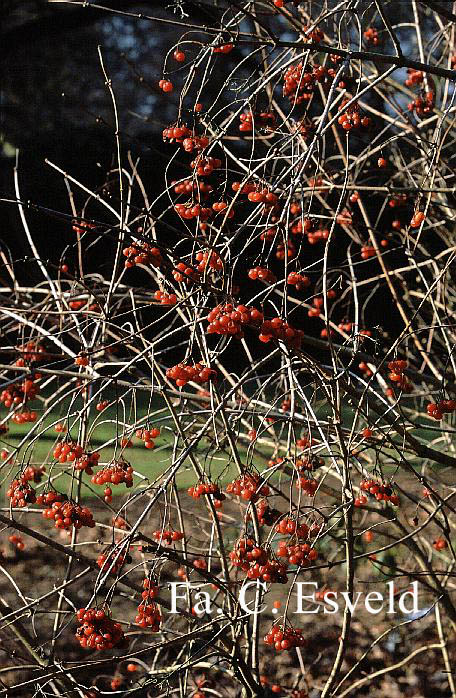 Viburnum opulus 'Aureum'