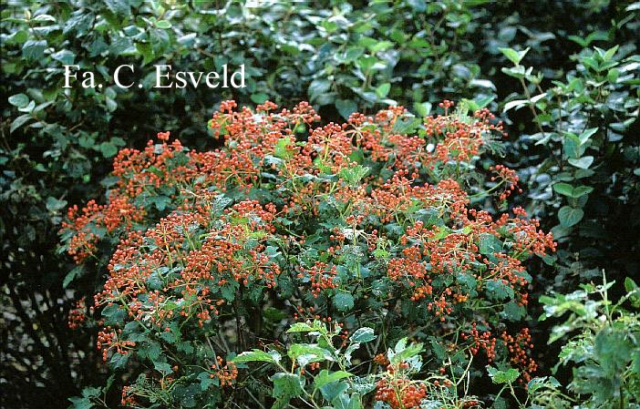 Viburnum opulus 'Compactum'