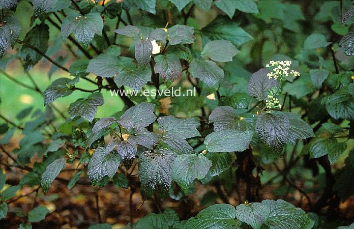 Viburnum orientale