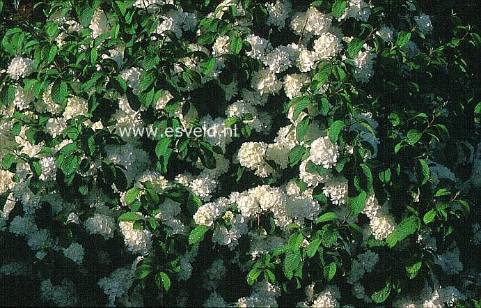 Viburnum plicatum 'Tennessee'