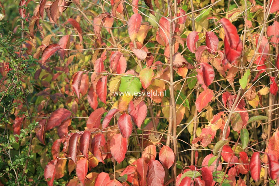 Viburnum prunifolium