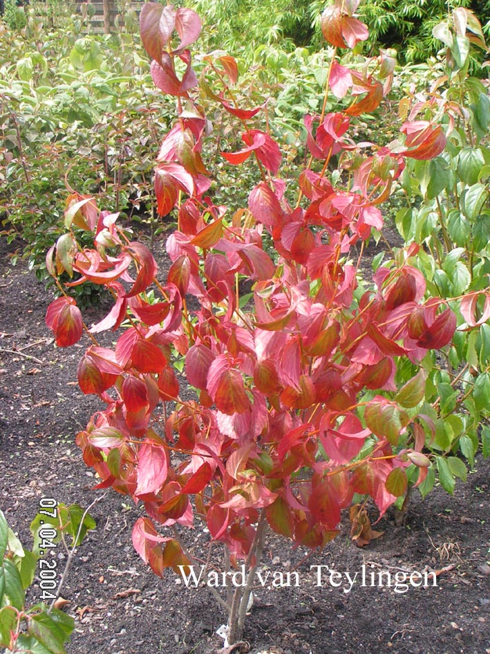 Viburnum rafinesquianum