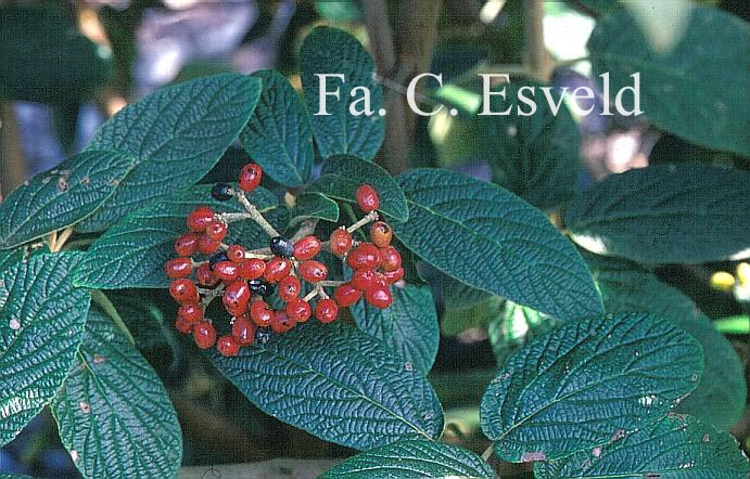 Viburnum rhytidophylloides 'Alleghany'