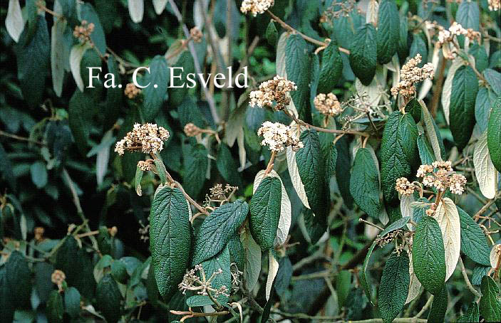 Viburnum rhytidophyllum 'Dart's Duke' (INTERDUKE)