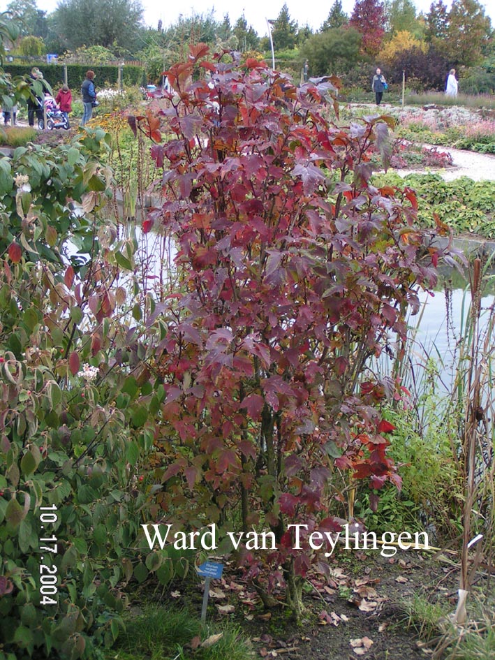 Viburnum sargentii 'Onondaga'