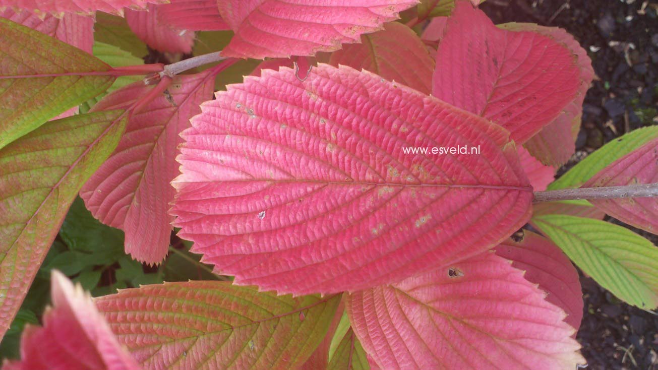 Viburnum sieboldii 'Caroline'