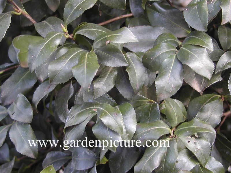 Viburnum tinus 'Macrophyllum'