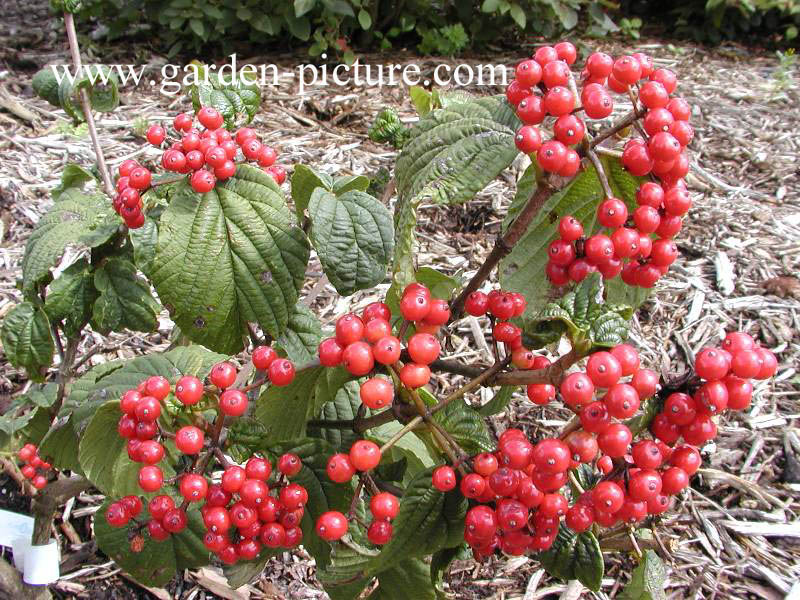 Viburnum wrightii hessei
