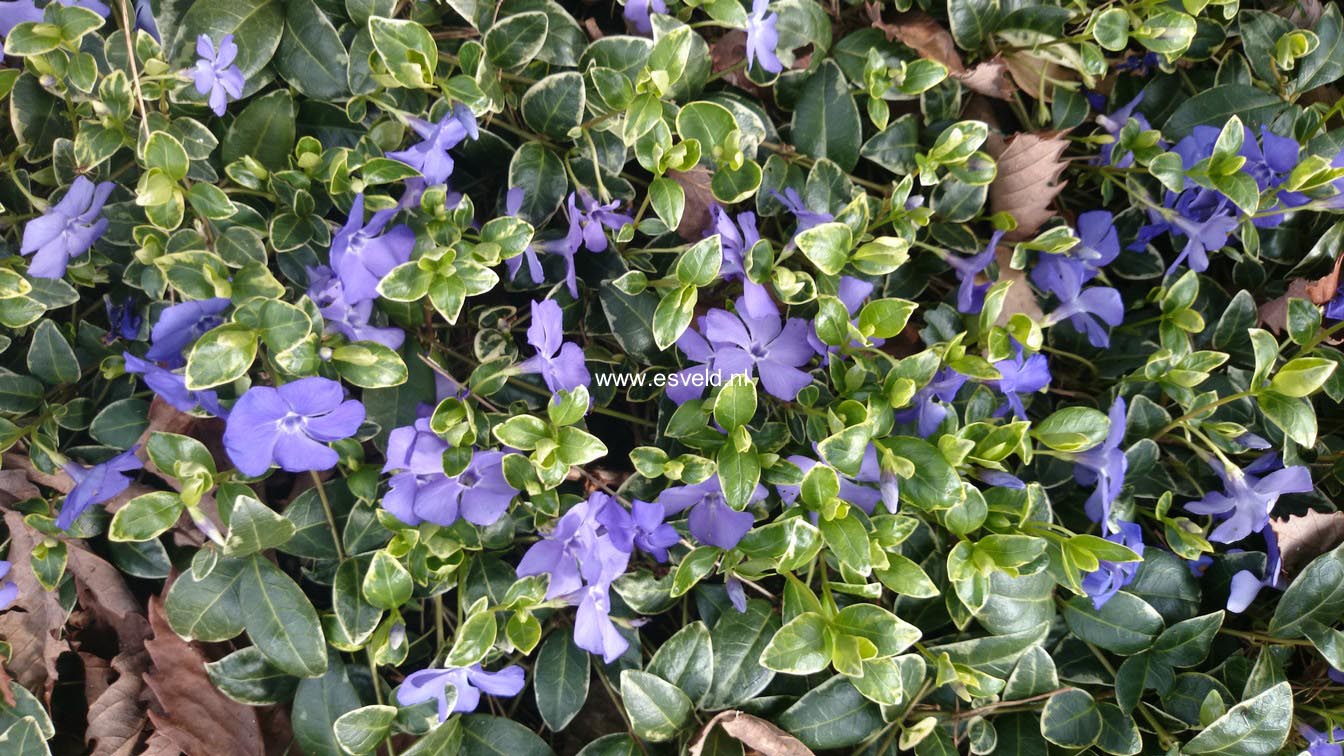 Vinca minor 'Ralph Shugert'