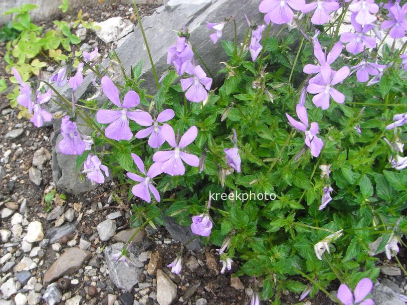 Viola cornuta