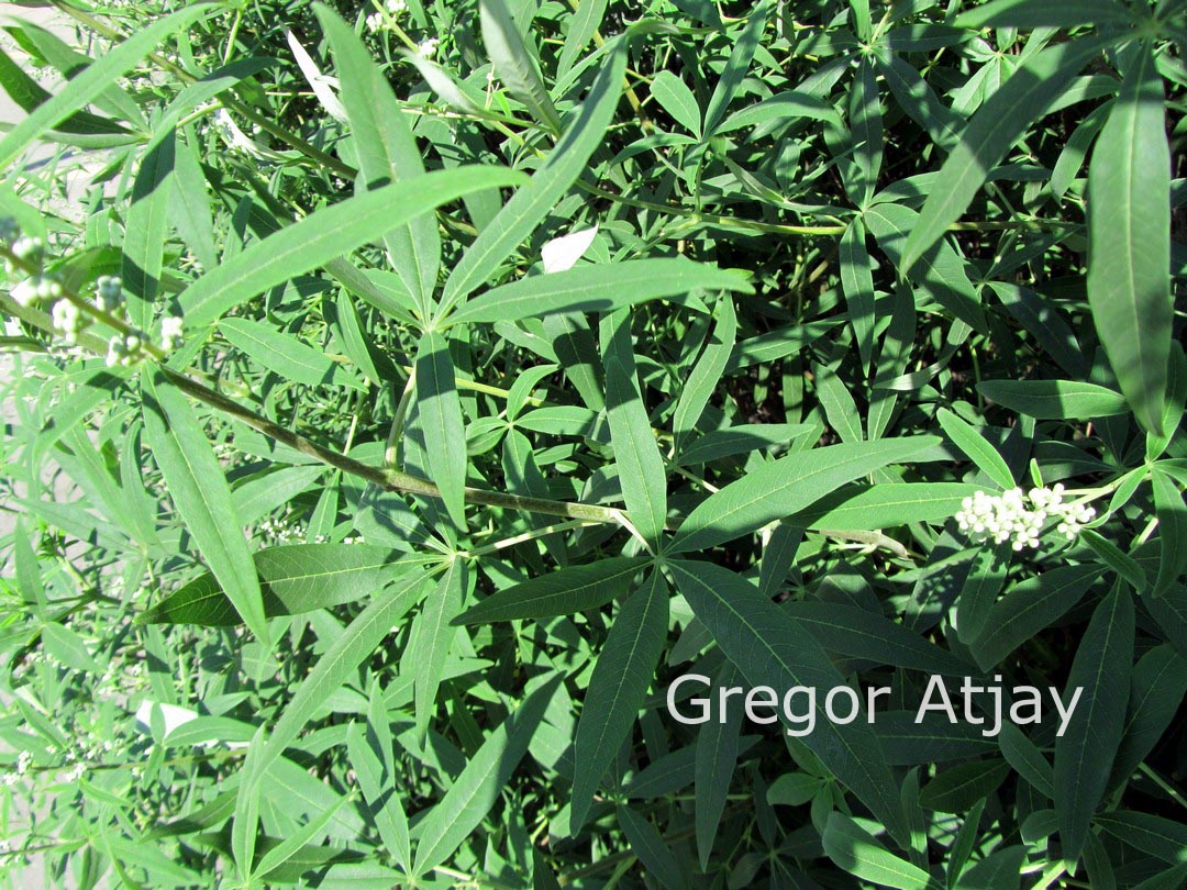 Vitex agnus-castus 'Albus'