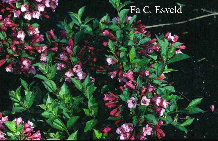 Weigela 'Minuet'