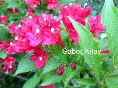 Weigela 'Newport Red'