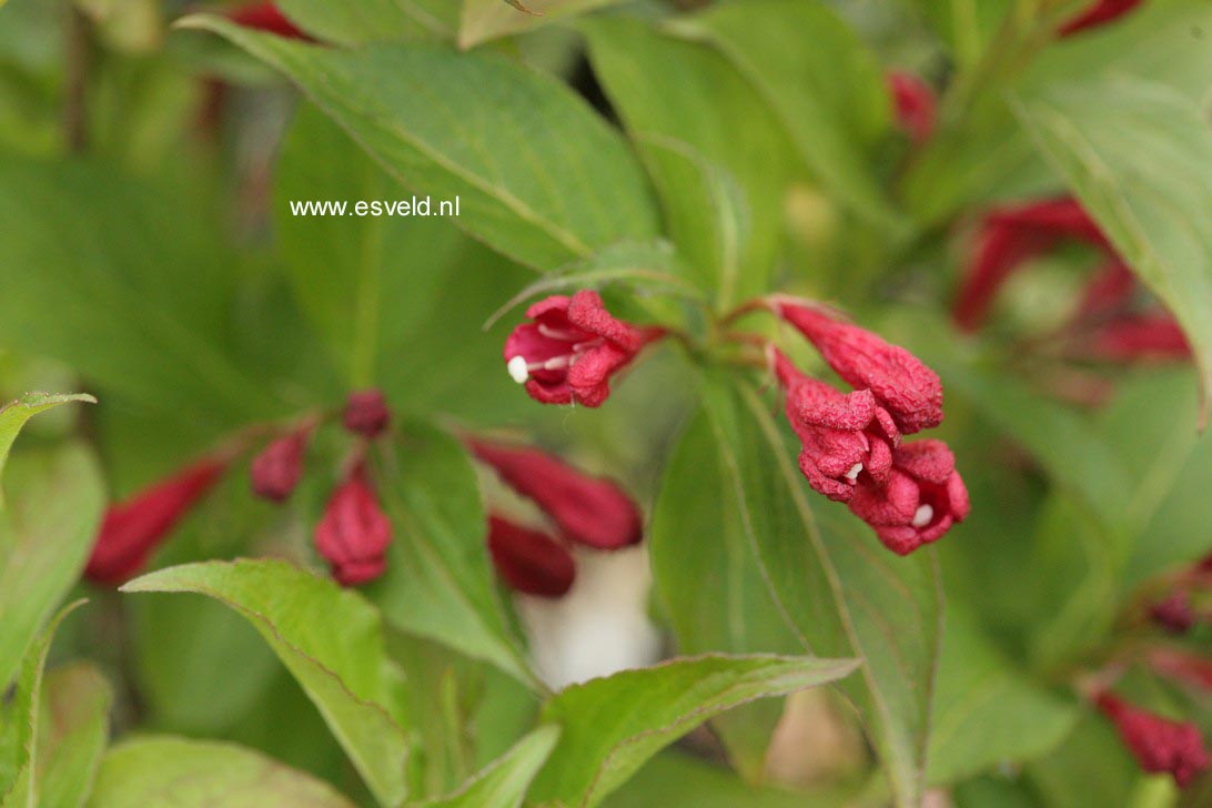 Weigela 'Red Prince'