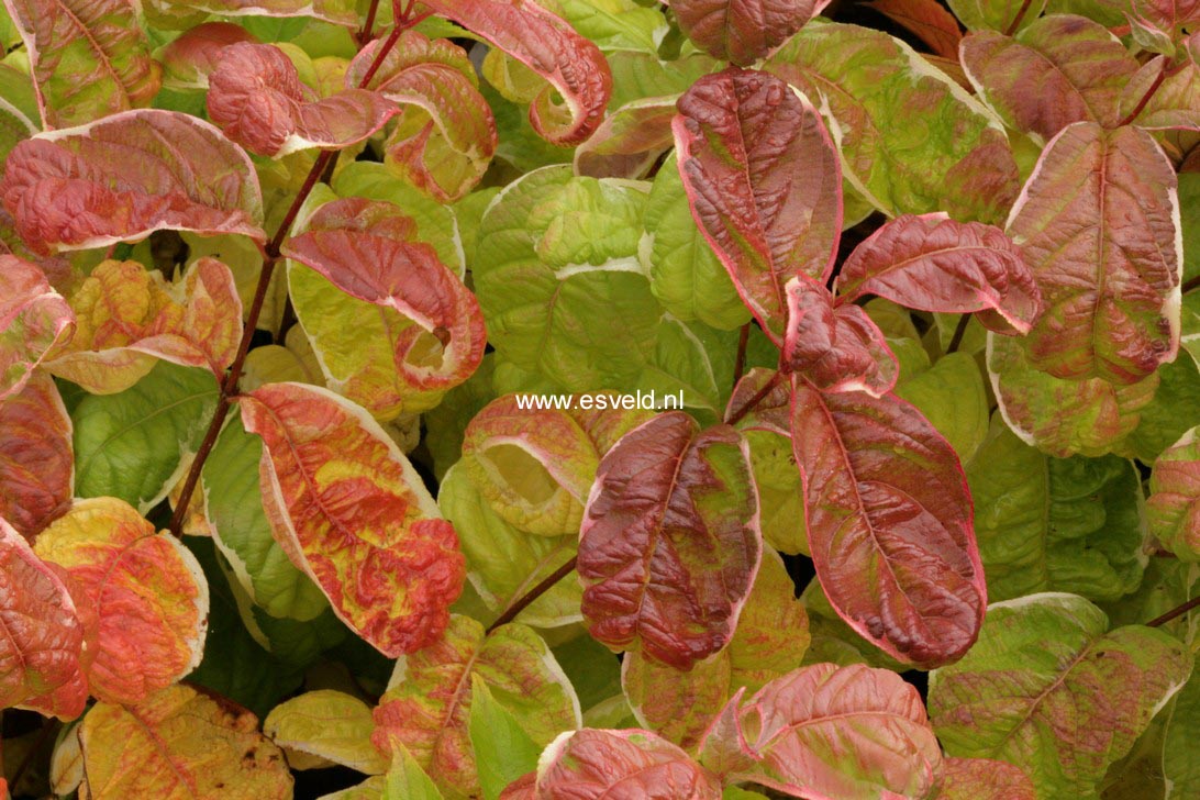 Weigela florida 'Caricature'