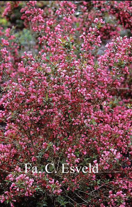 Weigela florida 'Victoria'