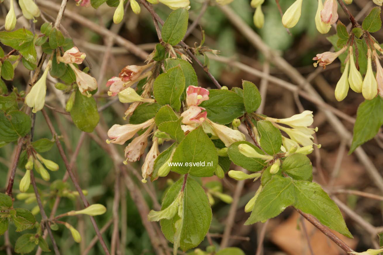 Weigela subsessilis