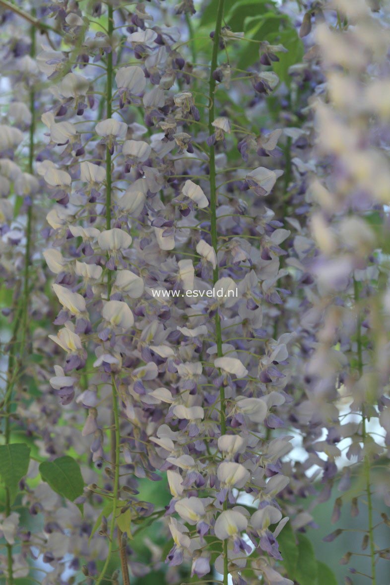 Wisteria floribunda 'Lawrence'