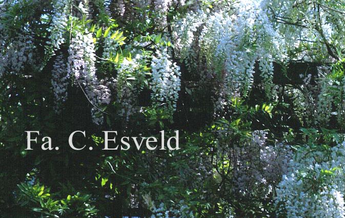 Wisteria floribunda 'Shiro-noda'